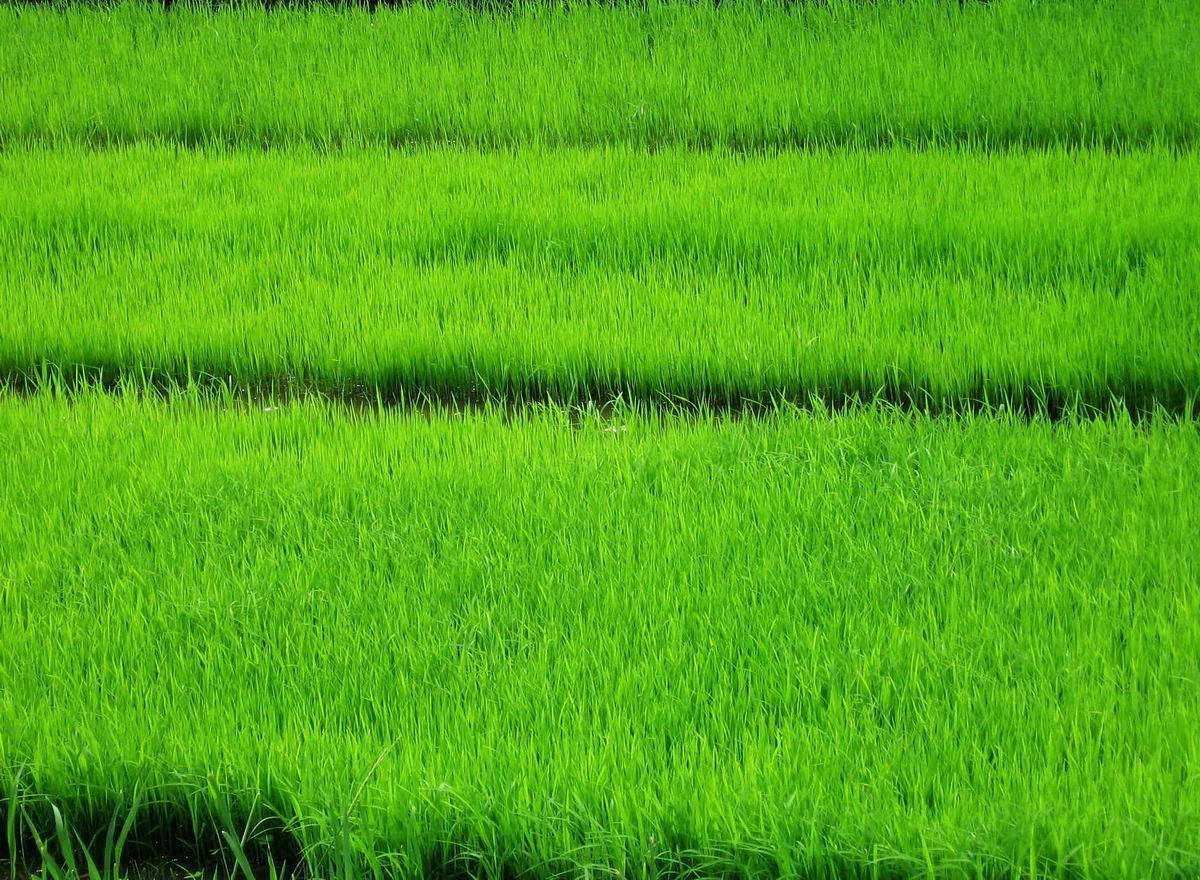 Detail Rice Field Wallpaper Nomer 19