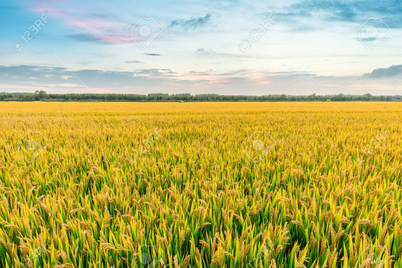 Detail Rice Field Wallpaper Nomer 20