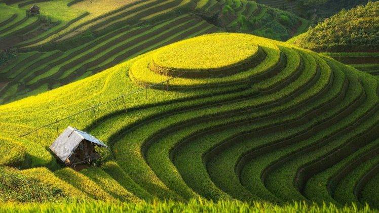 Detail Rice Field Wallpaper Nomer 21