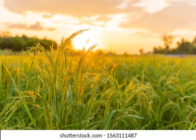 Detail Rice Field Wallpaper Nomer 23