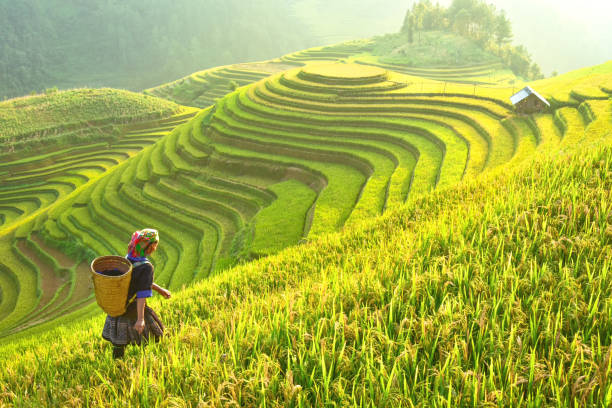 Detail Rice Field Wallpaper Nomer 25