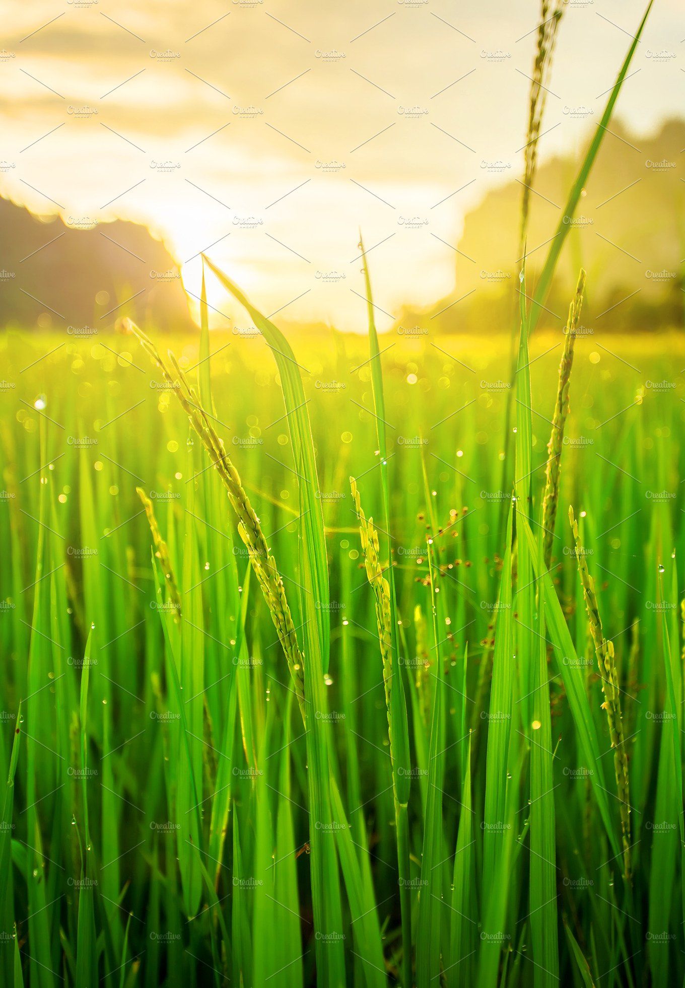 Detail Rice Field Wallpaper Nomer 27