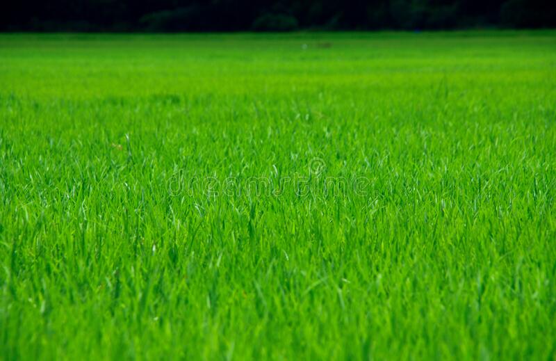 Detail Rice Field Wallpaper Nomer 28