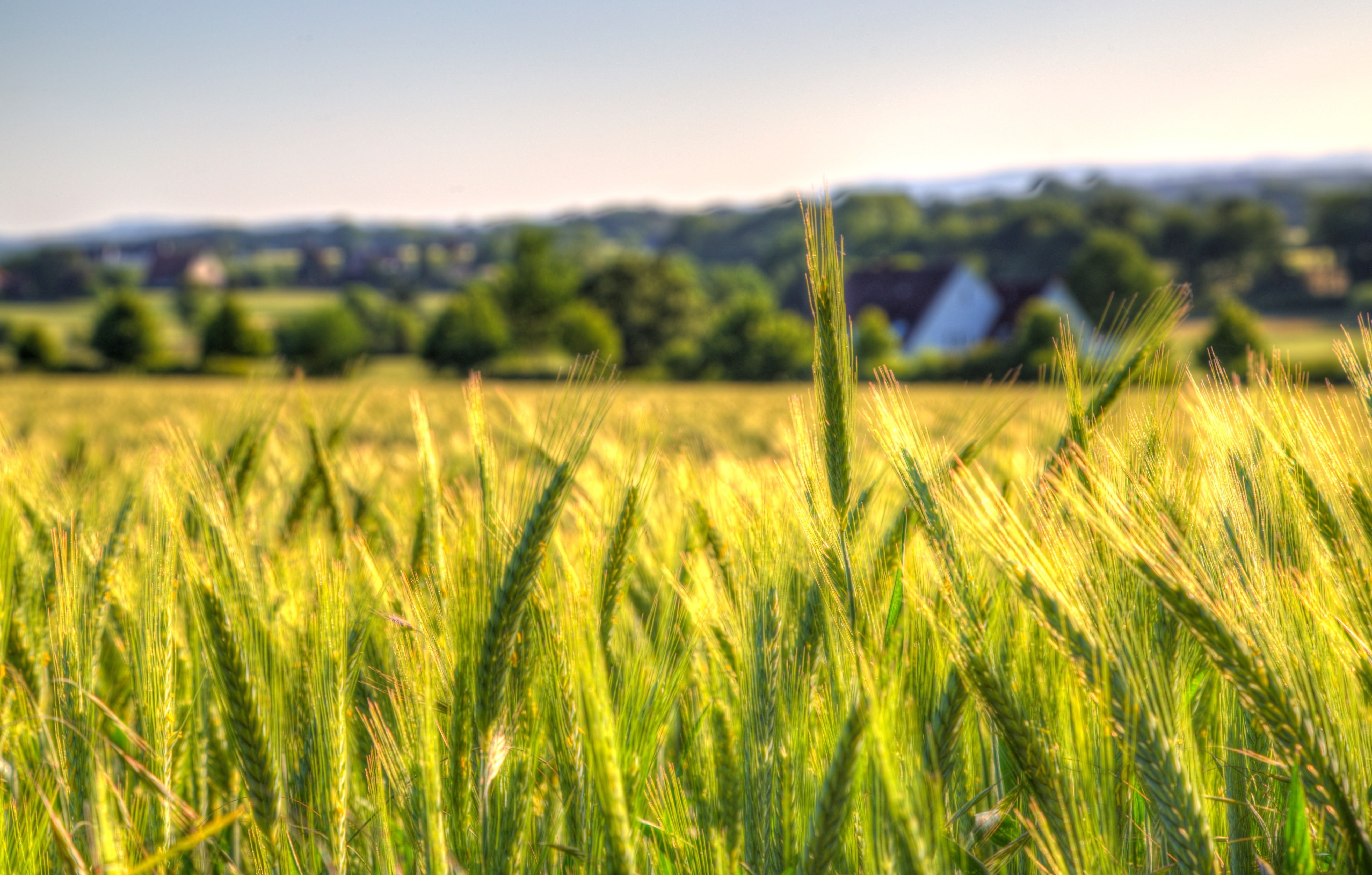 Detail Rice Field Wallpaper Nomer 29