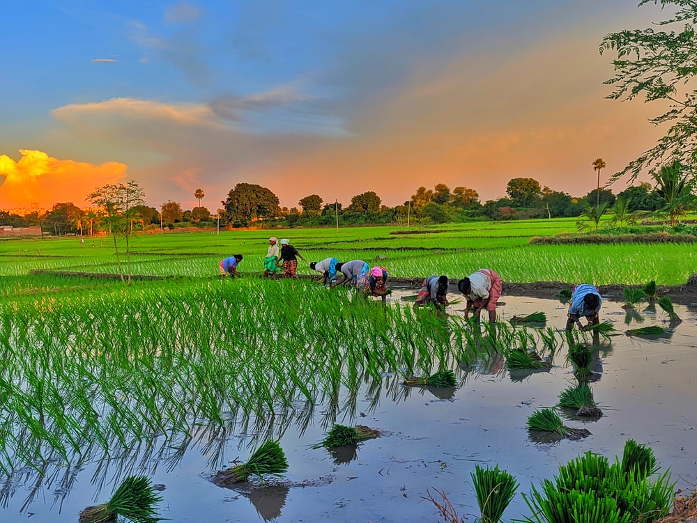 Detail Rice Field Wallpaper Nomer 5