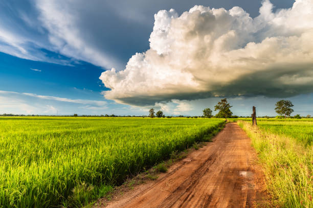 Detail Rice Field Wallpaper Nomer 35