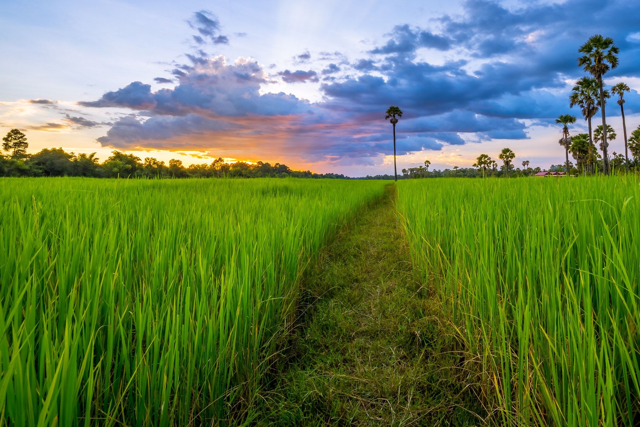 Detail Rice Field Wallpaper Nomer 36