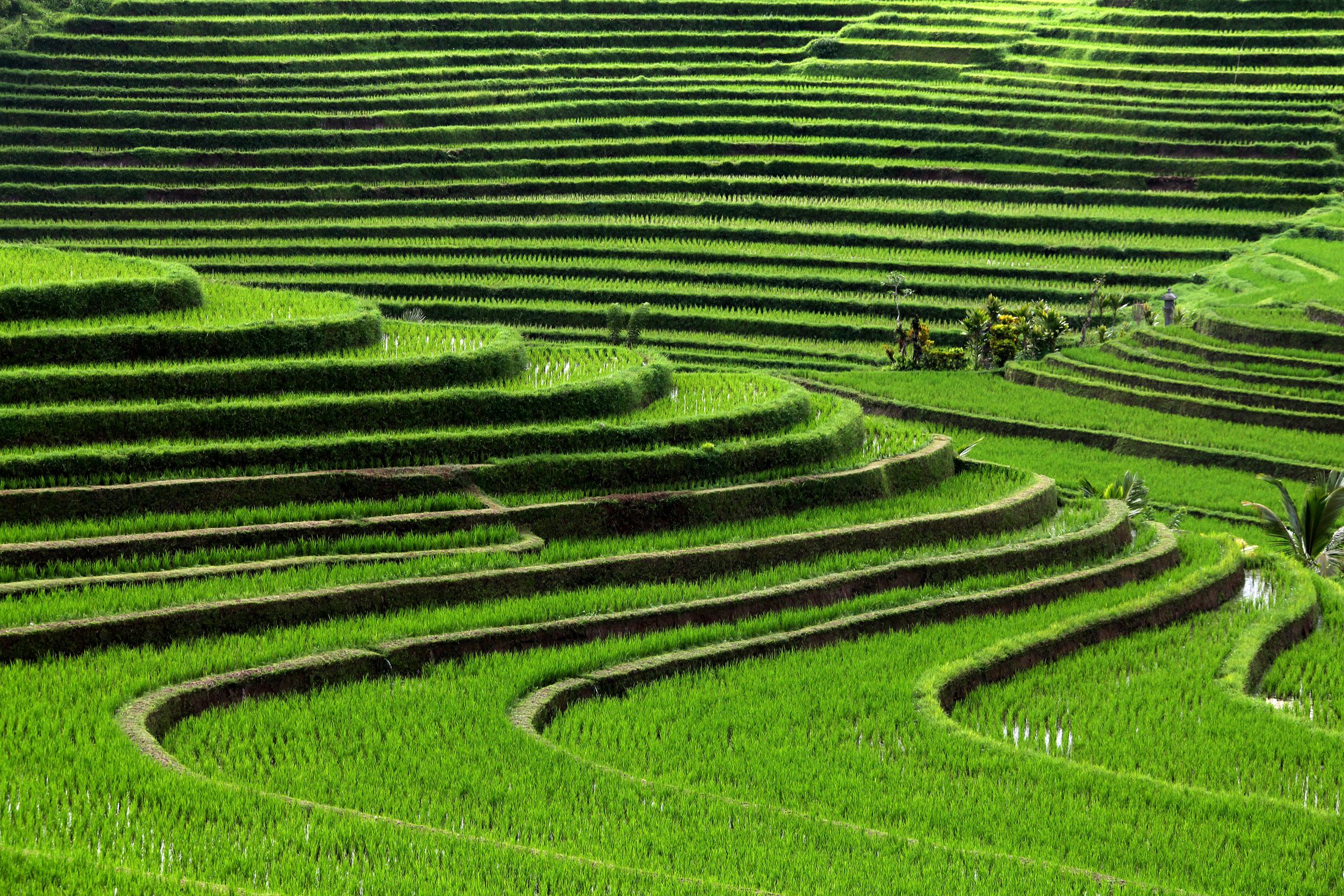 Detail Rice Field Wallpaper Nomer 40