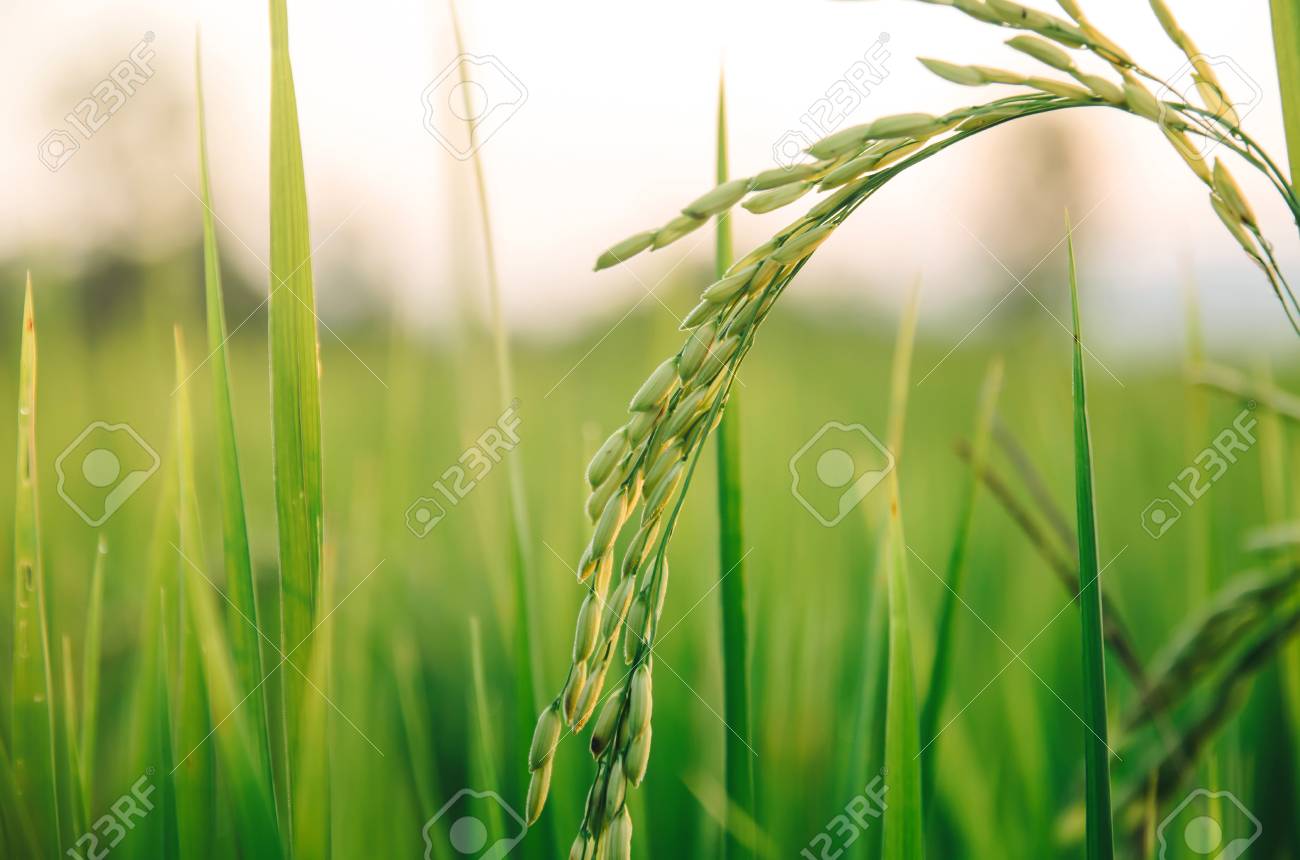 Detail Rice Field Wallpaper Nomer 41