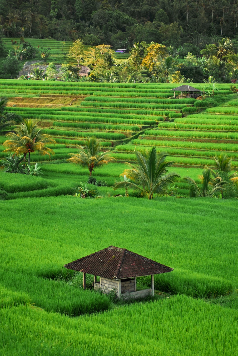 Detail Rice Field Wallpaper Nomer 8