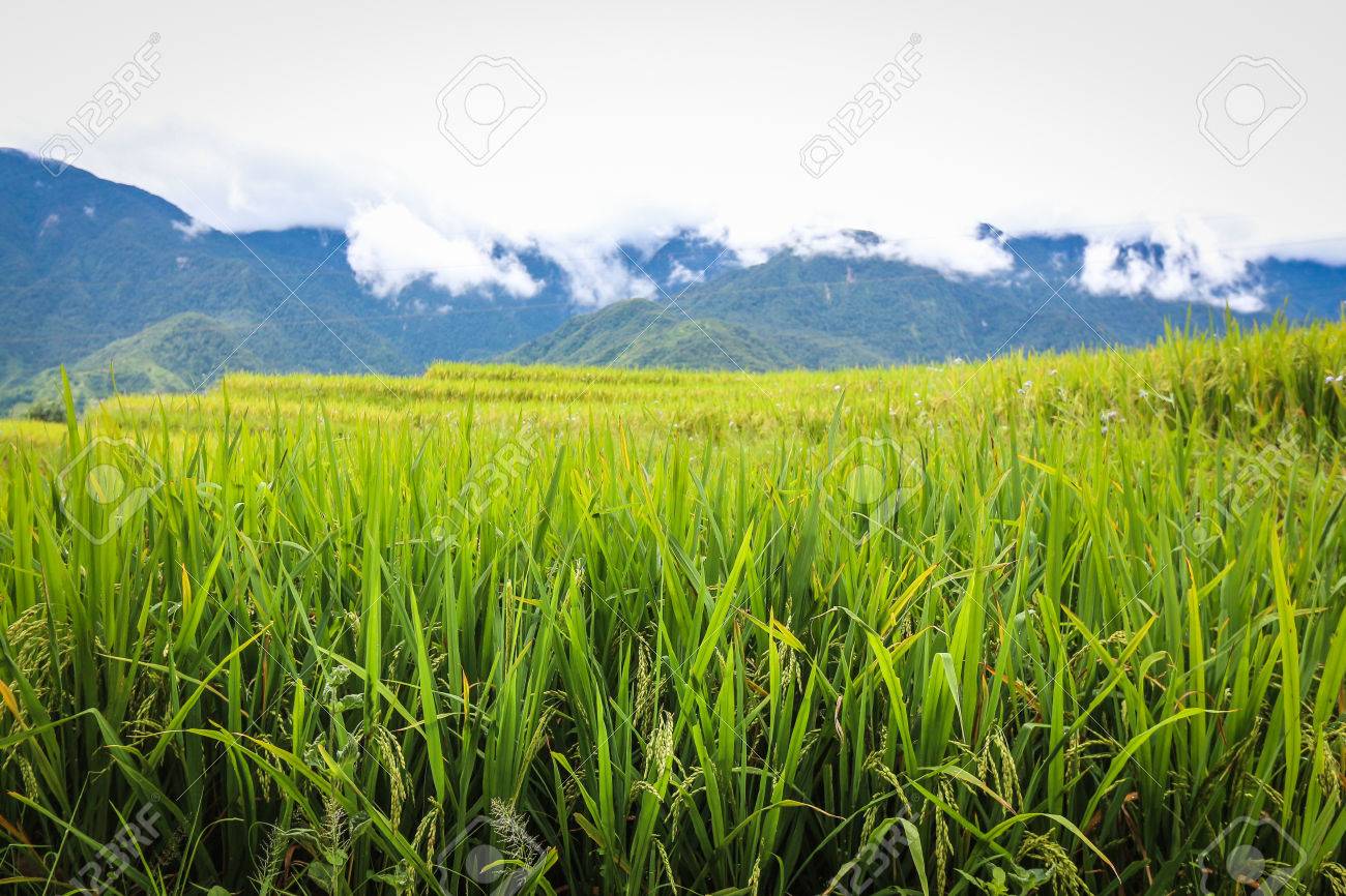 Detail Rice Field Wallpaper Nomer 9