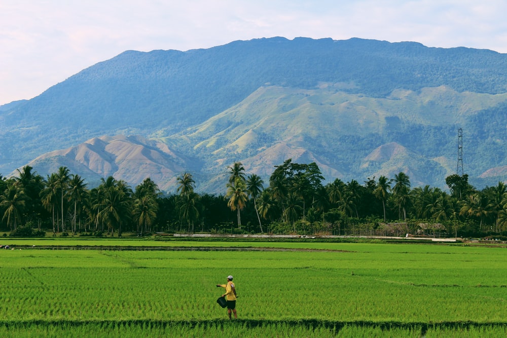 Detail Rice Field Wallpaper Nomer 10