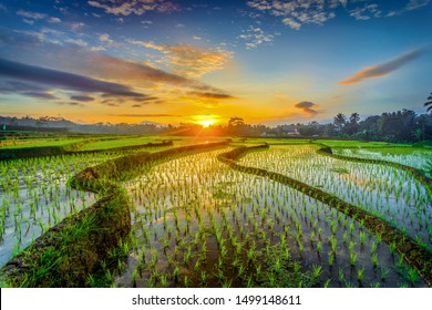 Detail Rice Fields Wallpaper Nomer 11