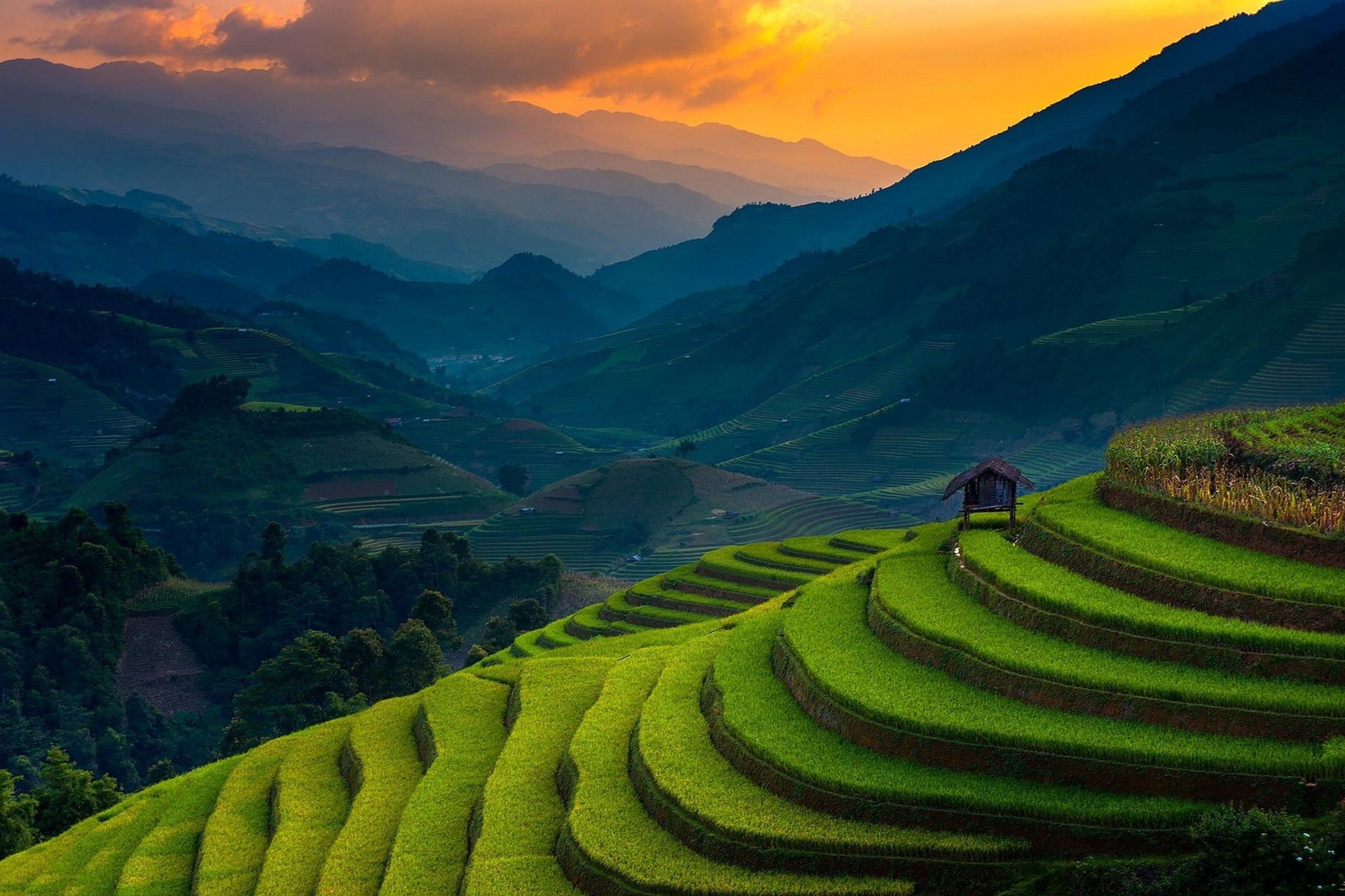 Detail Rice Fields Wallpaper Nomer 20