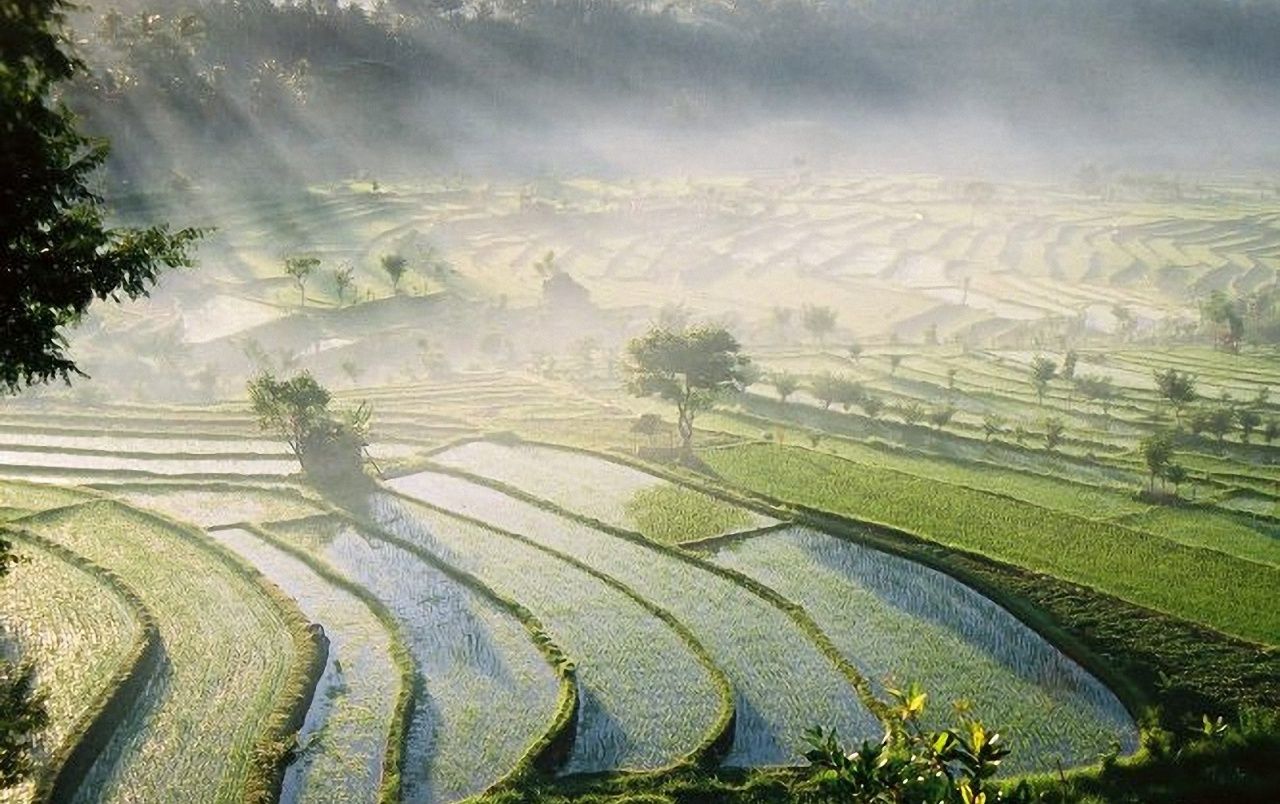 Detail Rice Fields Wallpaper Nomer 21