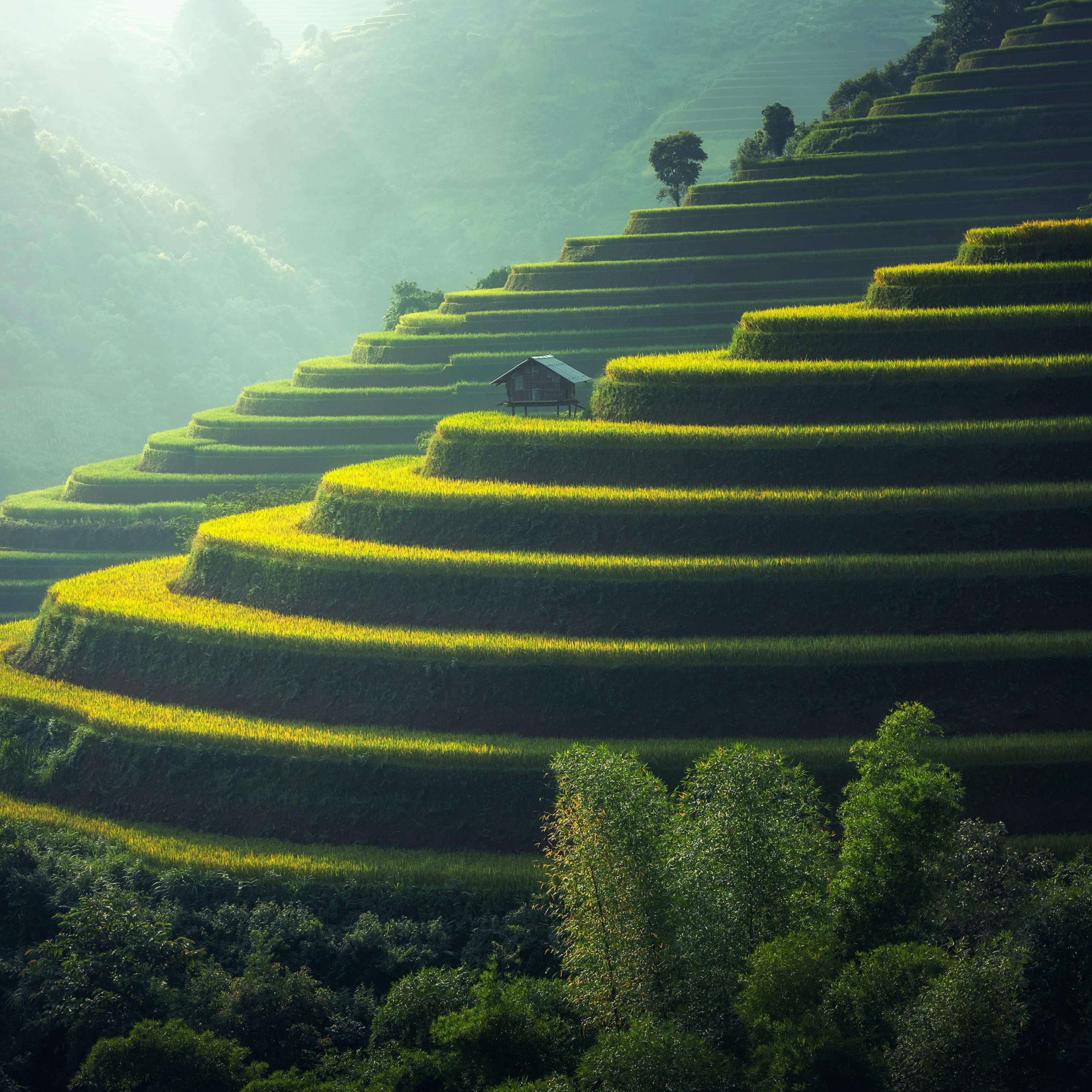 Detail Rice Fields Wallpaper Nomer 29