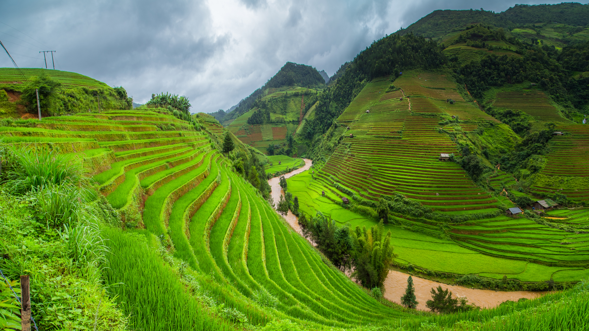 Detail Rice Fields Wallpaper Nomer 34