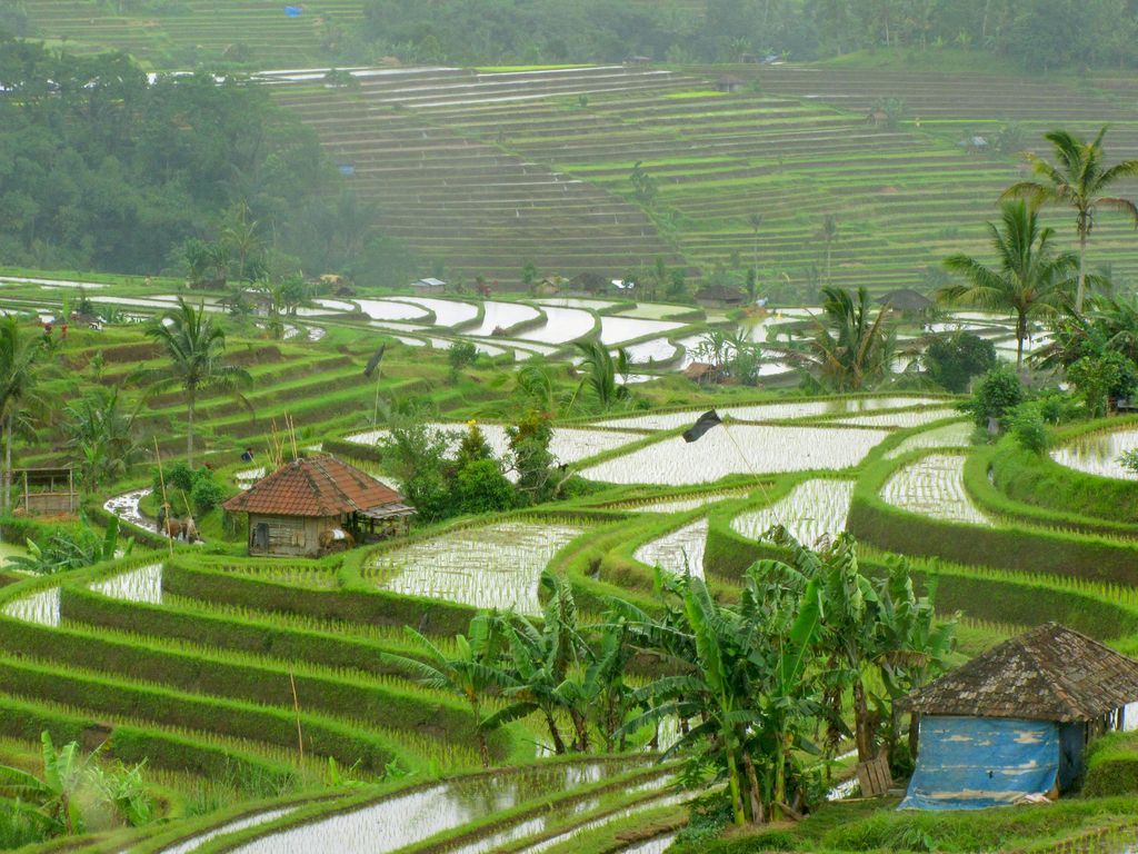 Detail Rice Fields Wallpaper Nomer 36