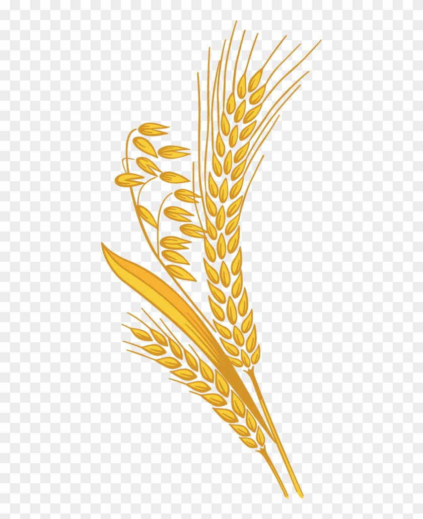 Detail Rice Grain Vector Png Nomer 2