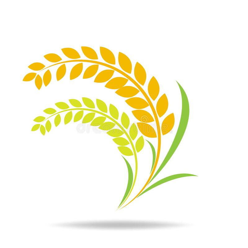 Detail Rice Grain Vector Png Nomer 12