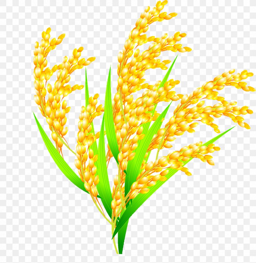Detail Rice Grain Vector Png Nomer 13