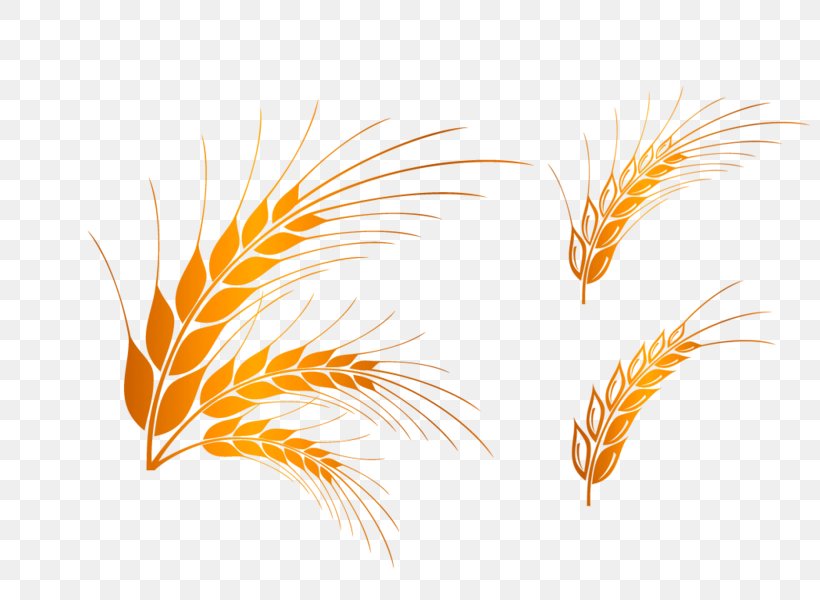 Detail Rice Grain Vector Png Nomer 14