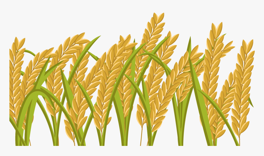 Detail Rice Grain Vector Png Nomer 16