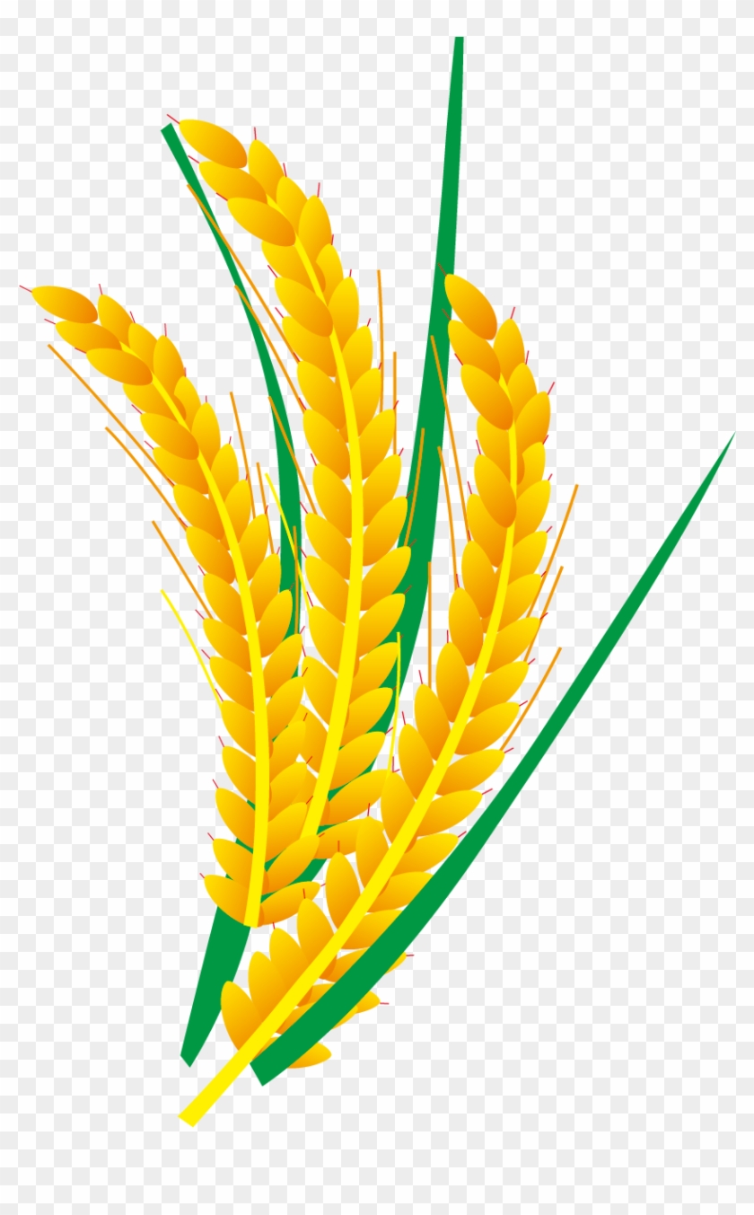 Detail Rice Grain Vector Png Nomer 18