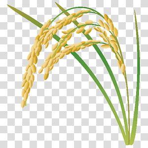 Detail Rice Grain Vector Png Nomer 21