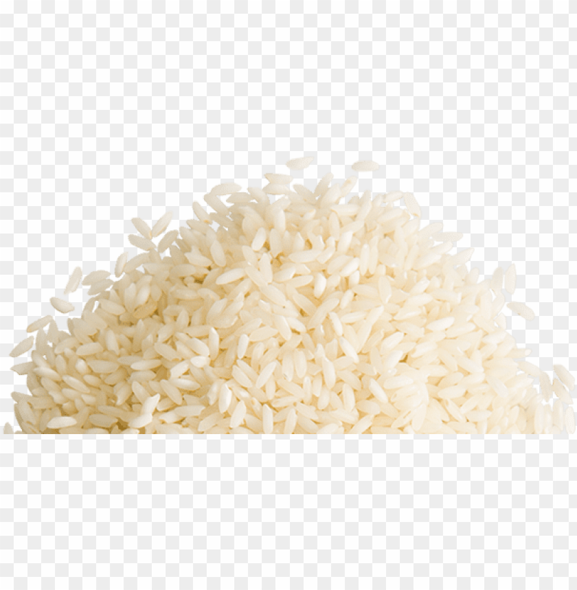 Detail Rice Grain Vector Png Nomer 25