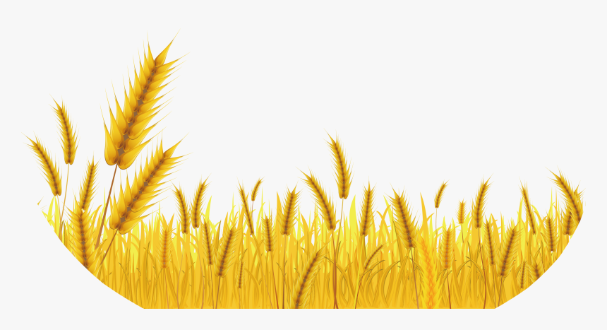 Detail Rice Grain Vector Png Nomer 4