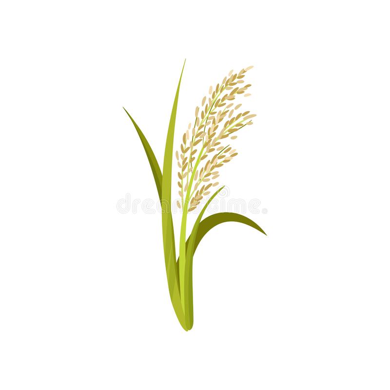 Detail Rice Grain Vector Png Nomer 28