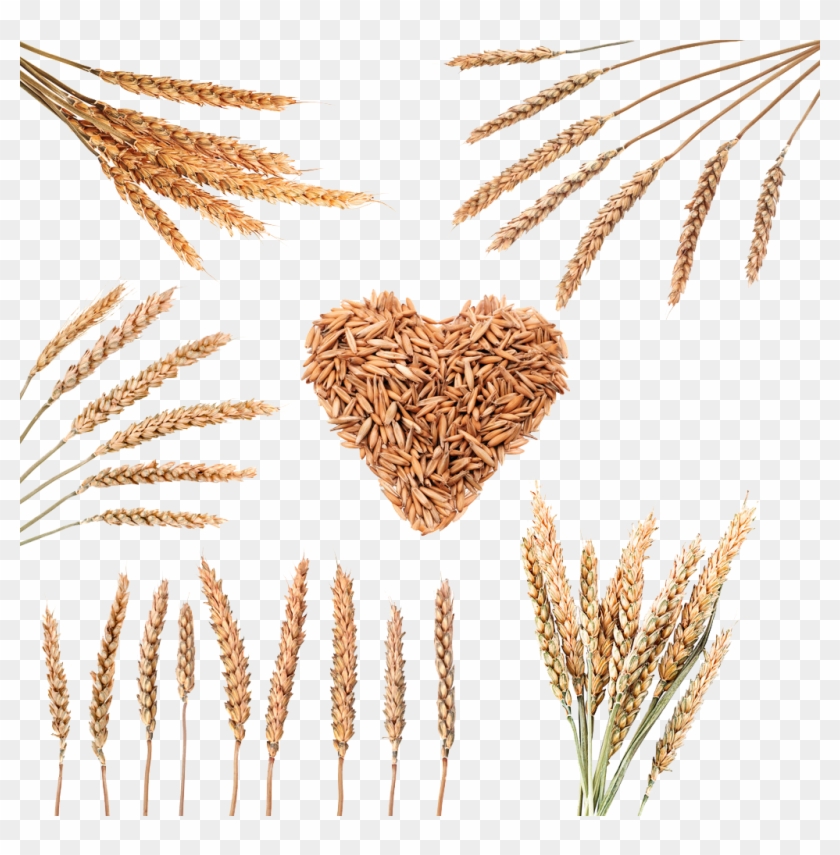 Detail Rice Grain Vector Png Nomer 33