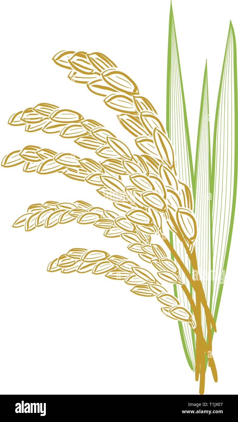 Detail Rice Grain Vector Png Nomer 43