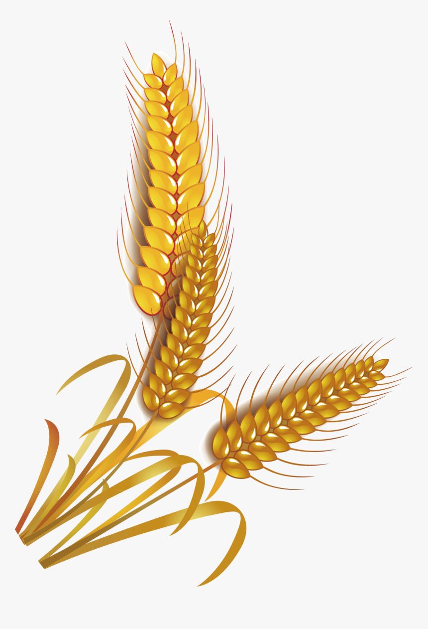 Detail Rice Grain Vector Png Nomer 6