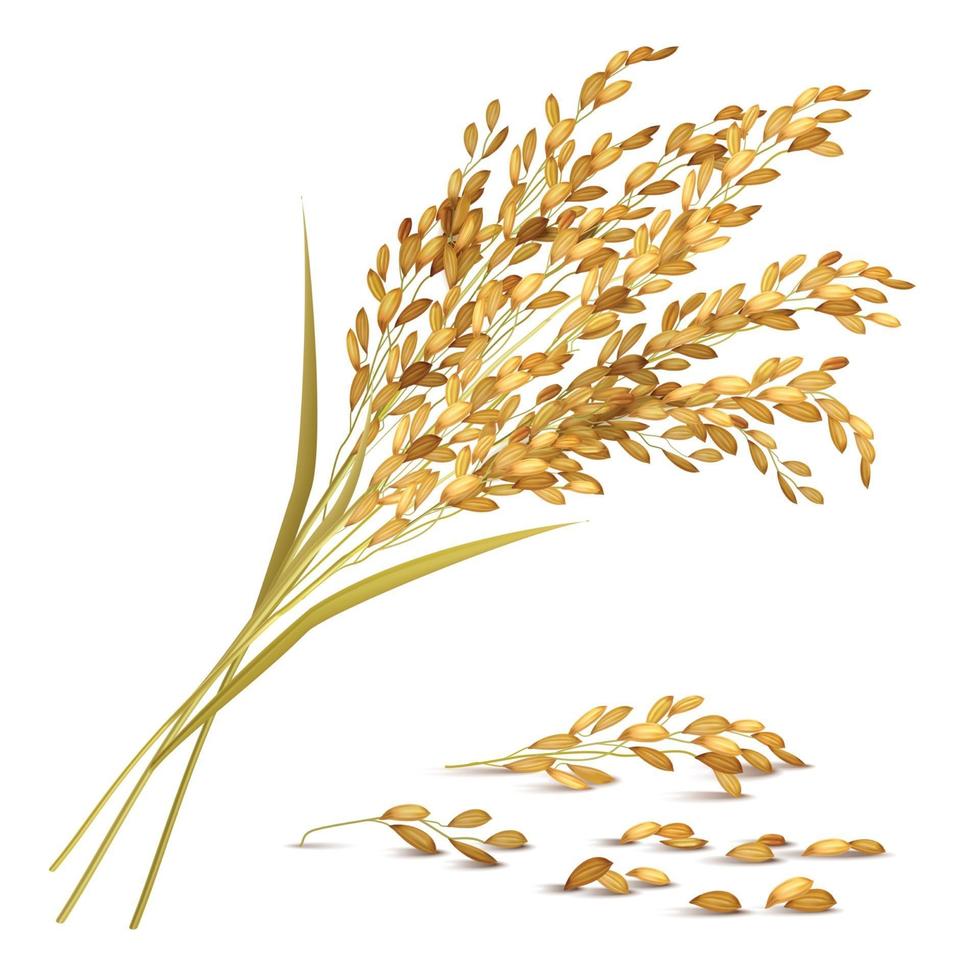 Detail Rice Grain Vector Png Nomer 44