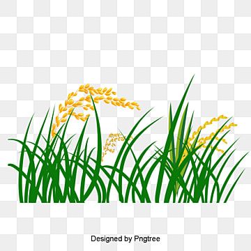 Detail Rice Grain Vector Png Nomer 45