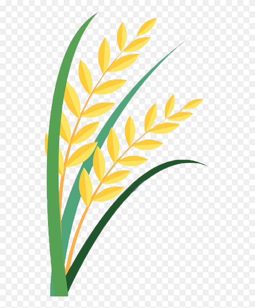 Detail Rice Grain Vector Png Nomer 49