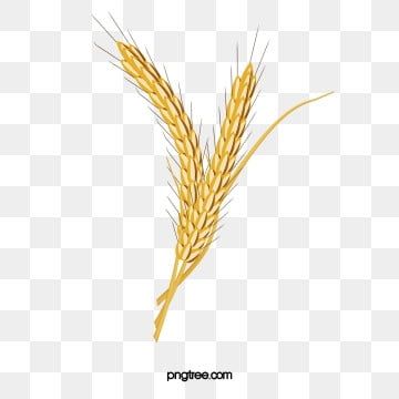 Detail Rice Grain Vector Png Nomer 51