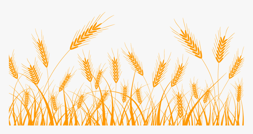 Detail Rice Grain Vector Png Nomer 7