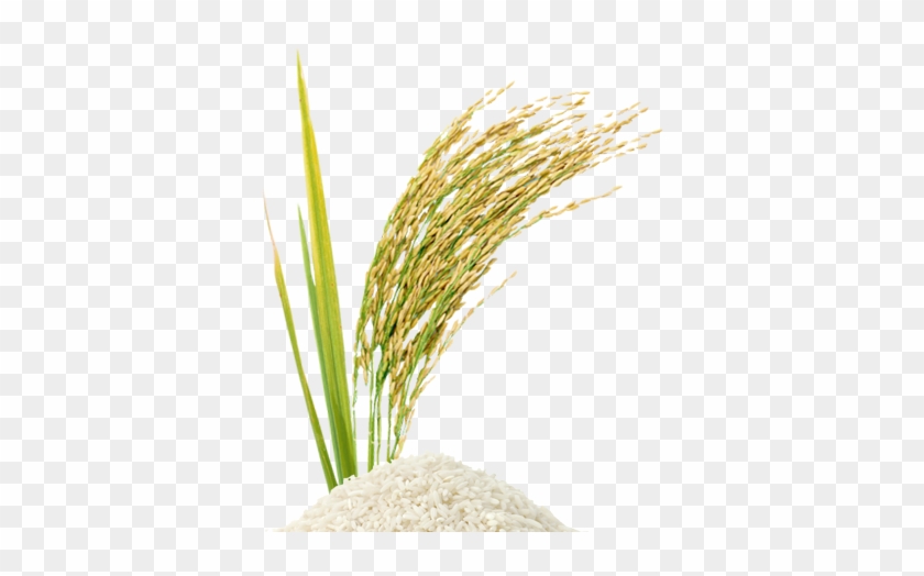 Detail Rice Grain Vector Png Nomer 9