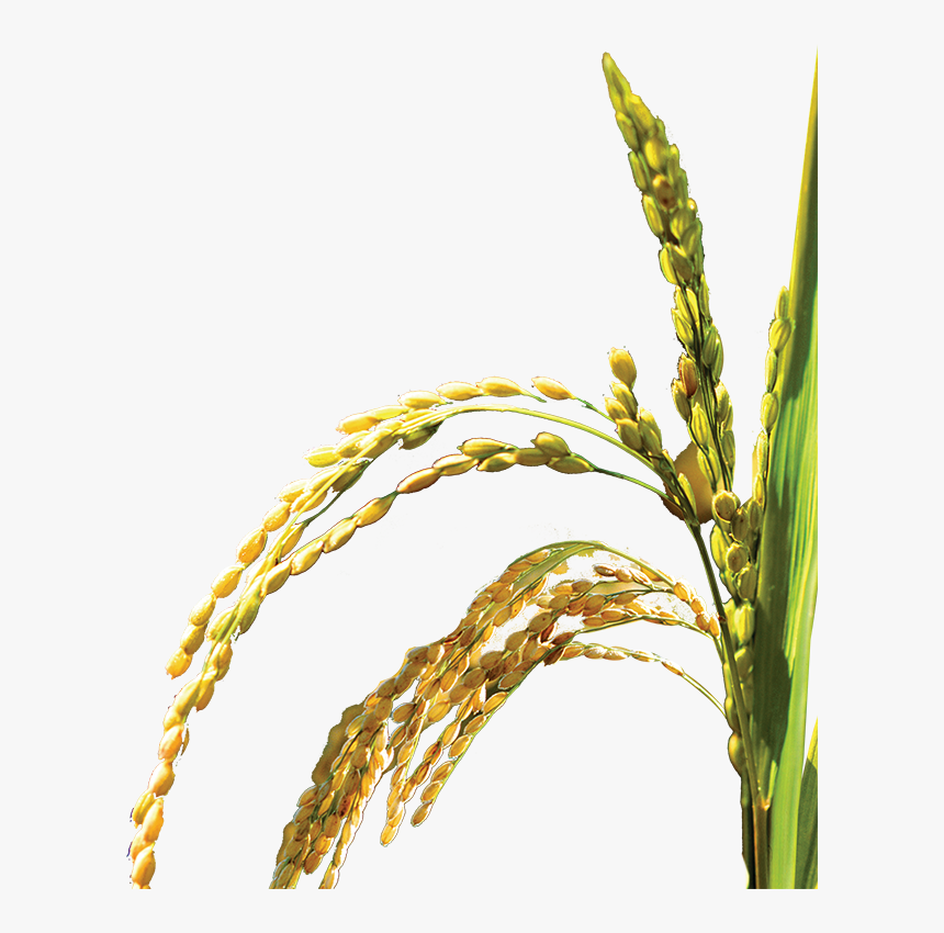 Rice Plant Png - KibrisPDR