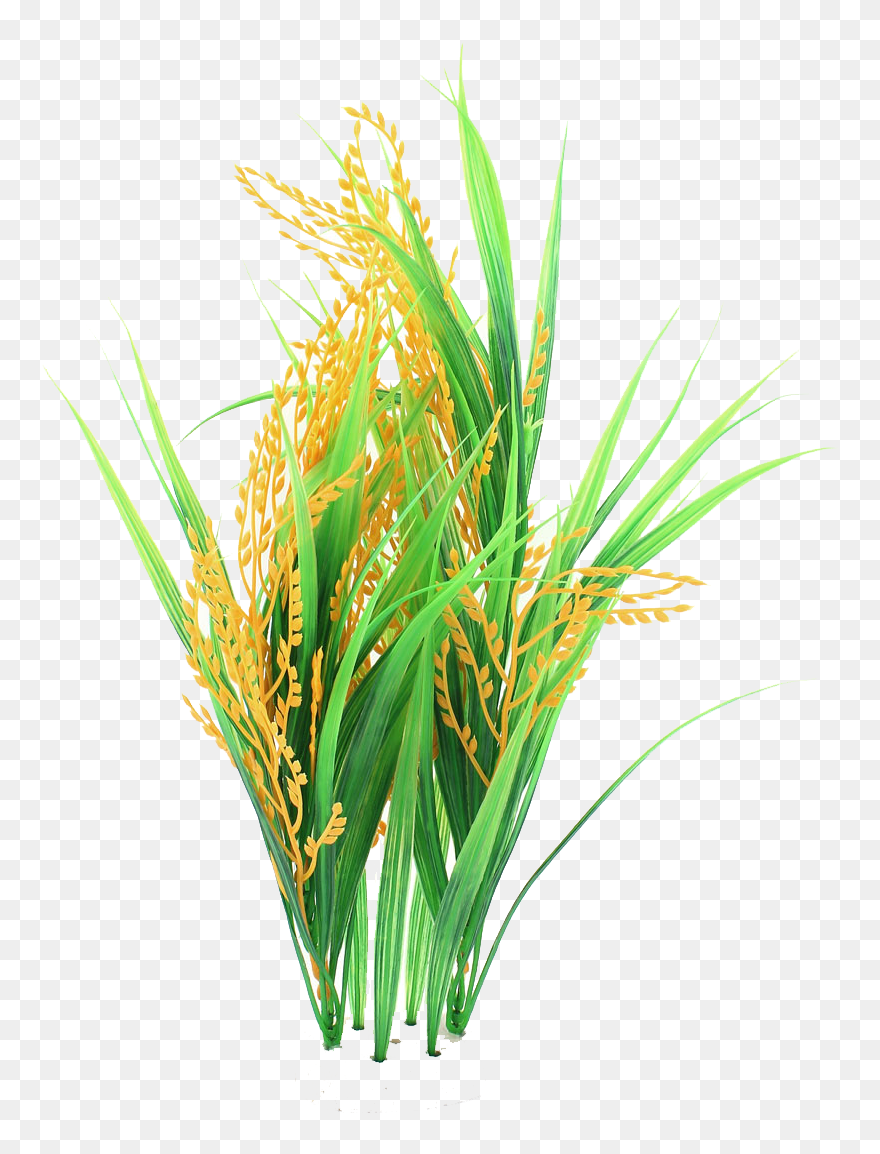 Detail Rice Plant Png Nomer 2