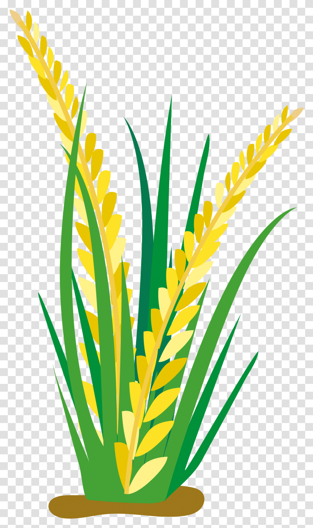 Detail Rice Plant Png Nomer 15