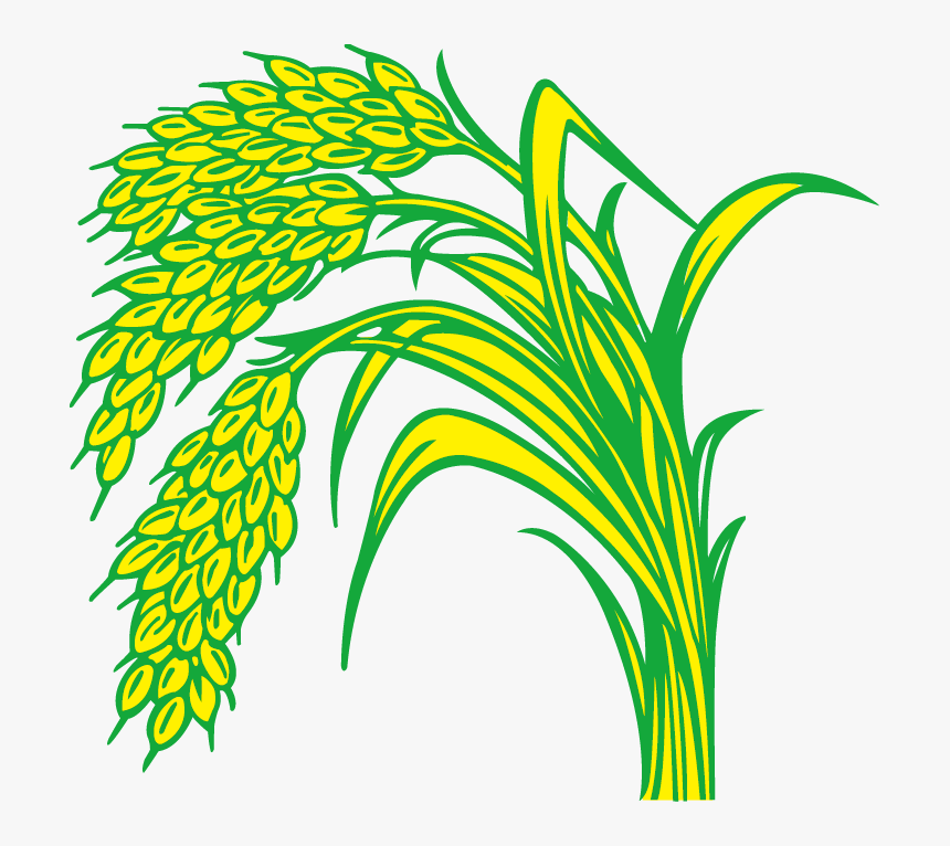 Detail Rice Plant Png Nomer 16