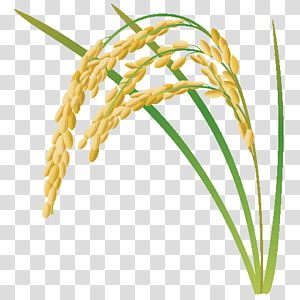 Detail Rice Plant Png Nomer 18