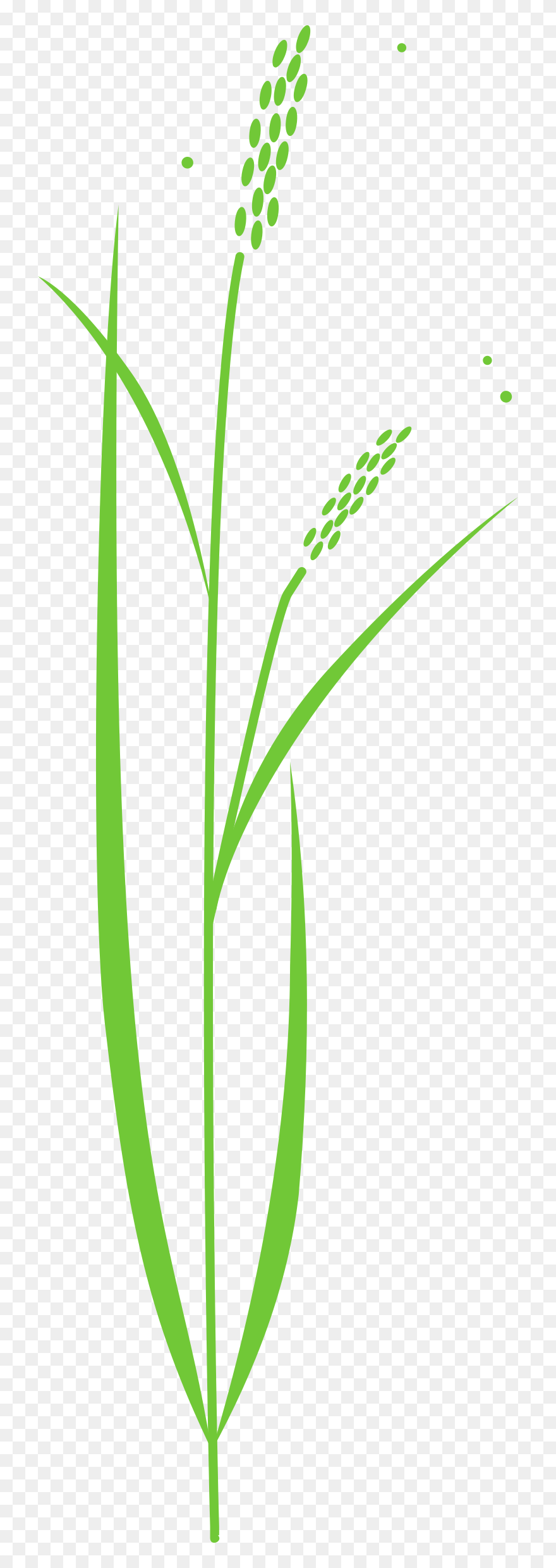 Detail Rice Plant Png Nomer 19