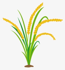 Detail Rice Plant Png Nomer 22