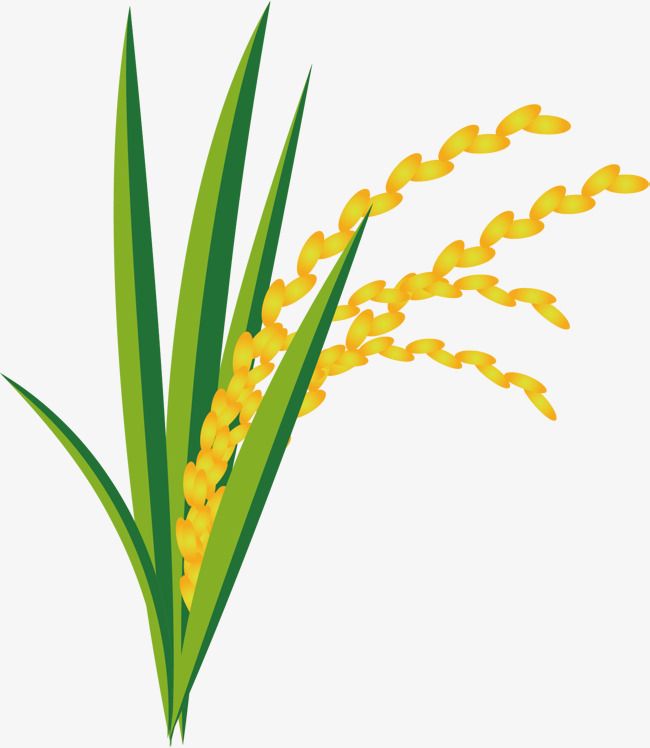 Detail Rice Plant Png Nomer 27