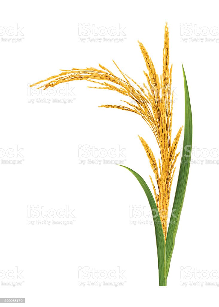 Detail Rice Plant Png Nomer 32